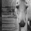 Horse and Hunk calendrier 2022 - Image 14